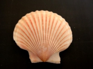 Picture of Aequipecten opercularis (Linnaeus, 1758)