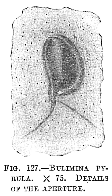Bulimina pyrula Bulimina pyrula