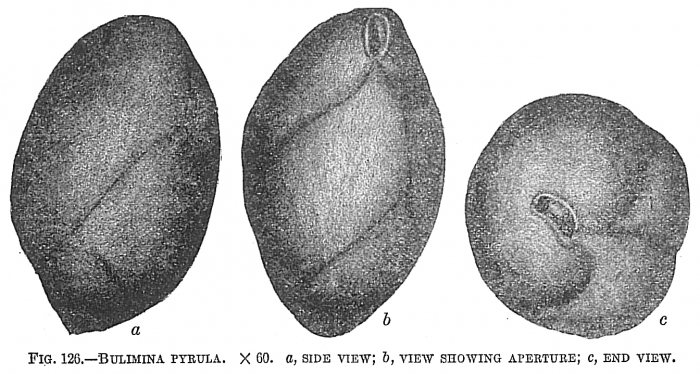 Bulimina pyrula Bulimina pyrula