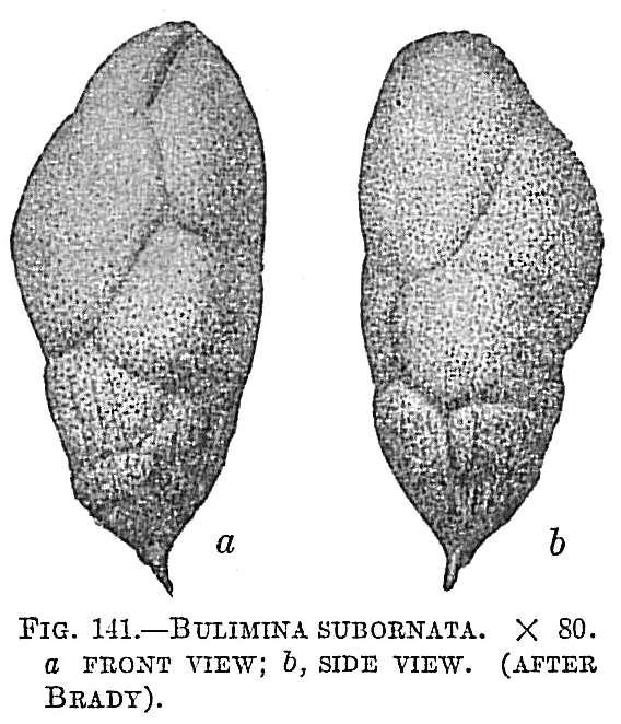 Bulimina subornata Bulimina subornata