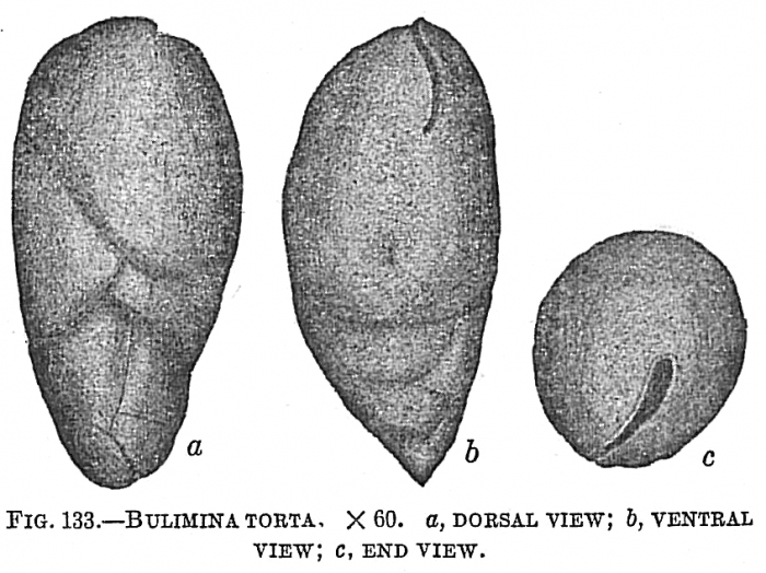 Bulimina torta Bulimina torta