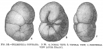 Buliminella contraria