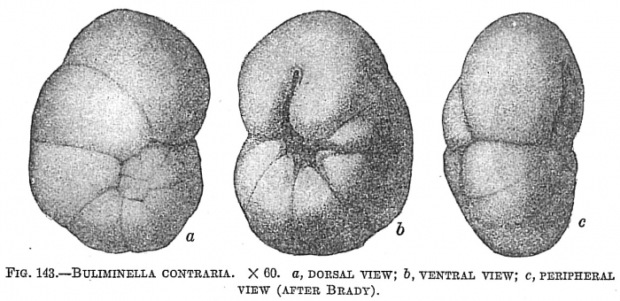 Buliminella contraria Buliminella contraria