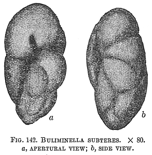Buliminella subteres Buliminella subteres