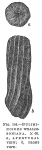 Buliminoides williamsoniana
