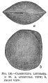 Cassidulina laevigata, author: Cedhagen, Tomas