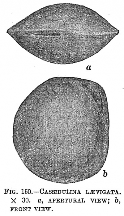 Cassidulina laevigata Cassidulina laevigata