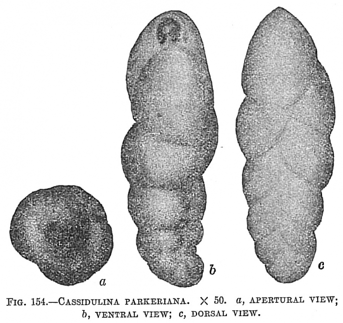 Cassidulina parkeriana Cassidulina parkeriana