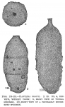 Clavulina bradyi