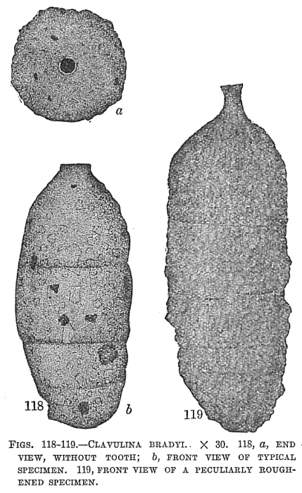 Clavulina bradyi Clavulina bradyi