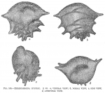 Ehrenbergina hystrix