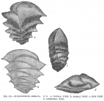 Ehrenbergina serrata