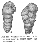 Gaudryina baccata