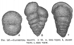 Gaudryina bradyi