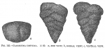 Gaudryina convexa Cushman, 1911