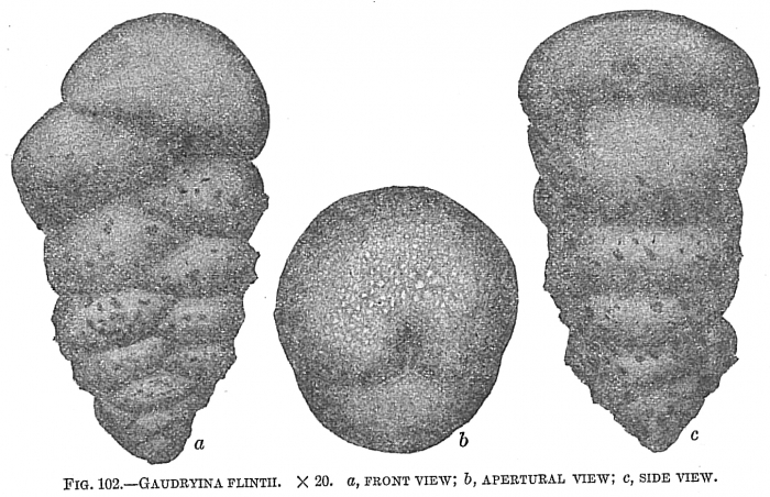 Gaudryina flintii Gaudryina flintii