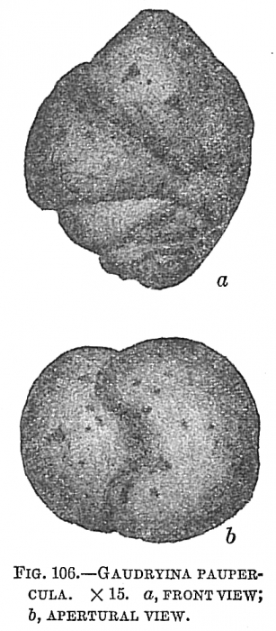 Gaudryina paupercula Gaudryina paupercula