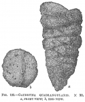 Gaudryina quadrangularis