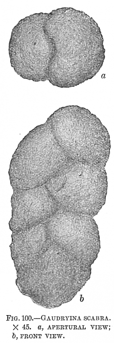 Gaudryina scabra Gaudryina scabra