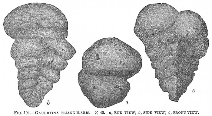 Gaudryina triangularis Gaudryina triangularis