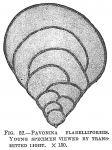 Pavonina flabelliformis