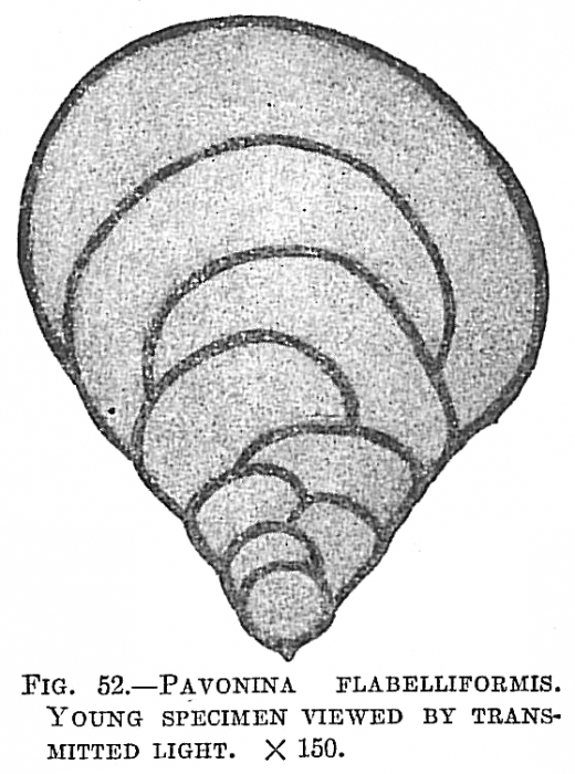 Pavonina flabelliformis Pavonina flabelliformis