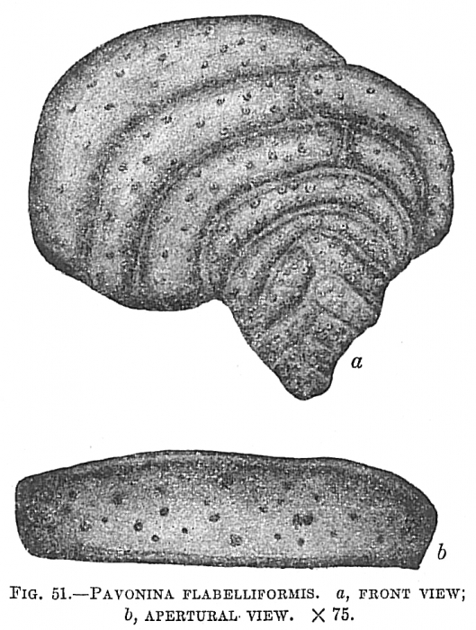 Pavonina flabelliformis Pavonina flabelliformis