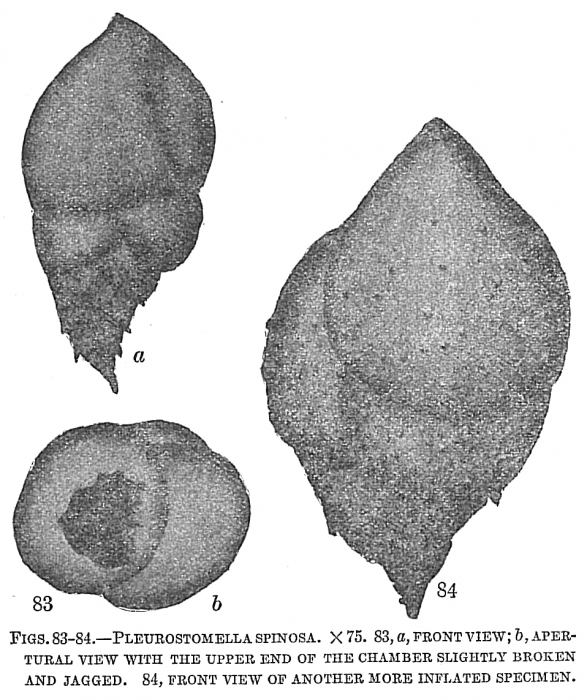 Pleurostomella spinosa Pleurostomella spinosa