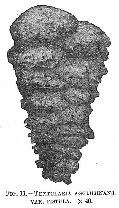 Textularia agglutinans fistula Textularia agglutinans fistula