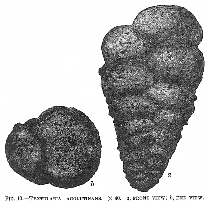 Textularia agglutinans Textularia agglutinans