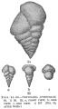 Textularia aperturalis, author: Cedhagen, Tomas