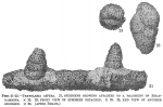 Textularia aspera