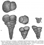 Textularia candeiana