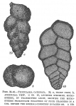 Textularia catenata