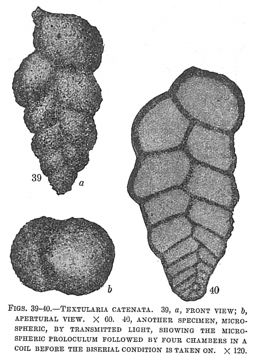 Textularia catenata Textularia catenata