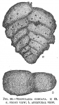 Textularia concava