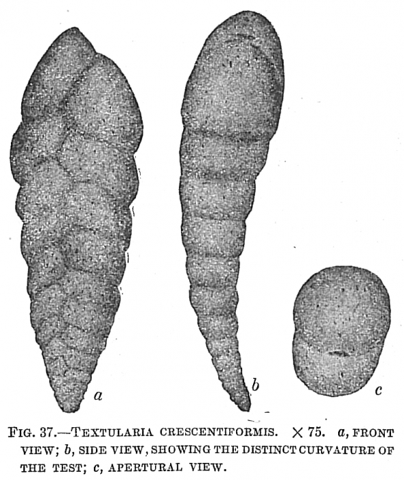 Textularia crescentiformis Textularia crescentiformis