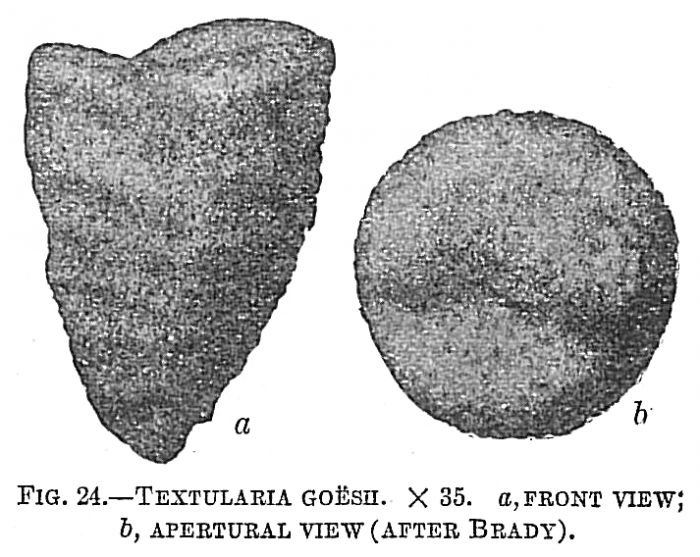 Textularia goesii Textularia goesii