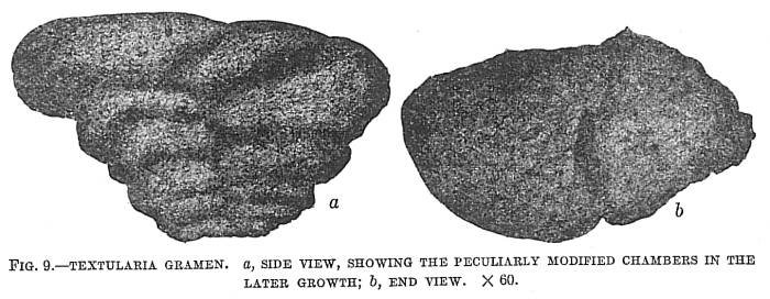 Textularia gramen Textularia gramen