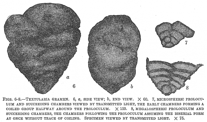 Textularia gramen Textularia gramen