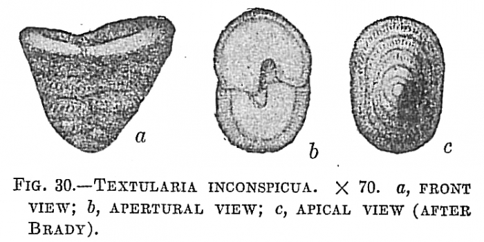 Textularia inconspiqua Textularia inconspiqua