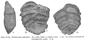 Textularia milletti