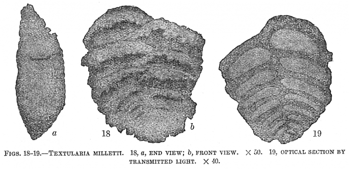 Textularia milletti Textularia milletti
