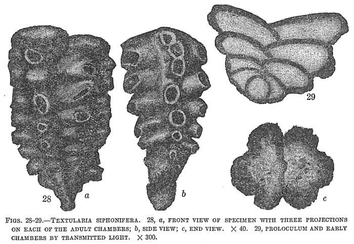 Textularia siphonifera Textularia siphonifera