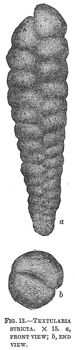 Textularia stricta Textularia stricta