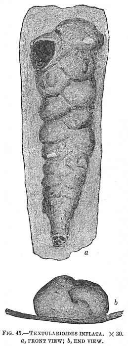 Textularioides inflata Textularioides inflata