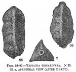 Tritaxia tricarinata