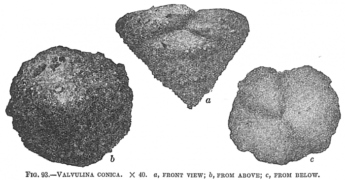 Valvulina conica Valvulina conica