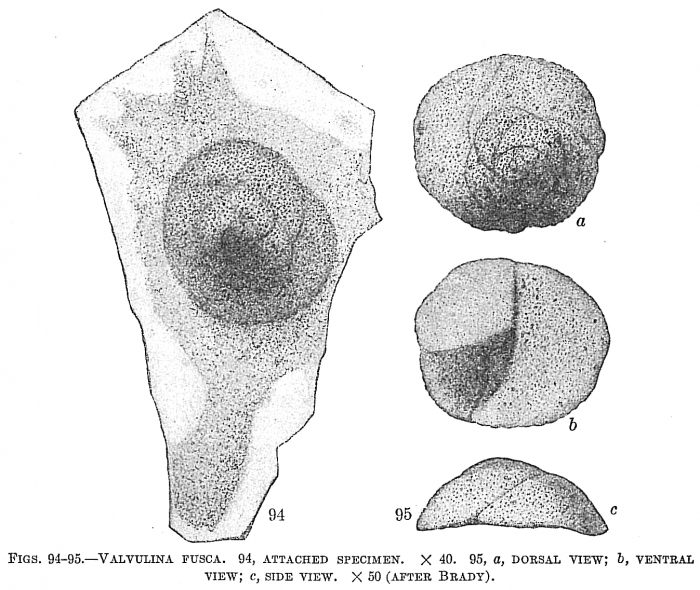 Valvulina fusca Valvulina fusca