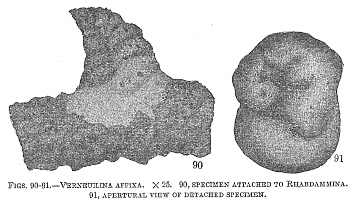 Verneuilina affixa Verneuilina affixa